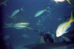 00528_n_10aeynwane0358-.Medium