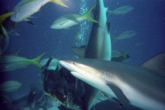 00529_n_10aeynwane0359-.Medium