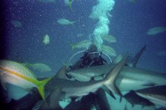 00530_n_10aeynwane0360-.Medium