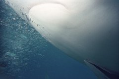 00531_n_10aeynwane0361-.Medium