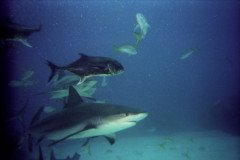 00536_n_10aeynwane0366-.Medium