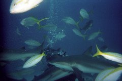 00537_n_10aeynwane0367-.Medium