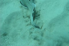 IMG_0026-.Medium