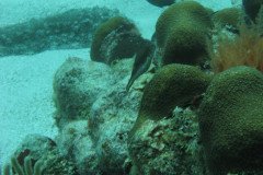 IMG_0032-.Medium
