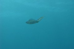 IMG_0033-.Medium