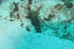 IMG_0044-.Medium