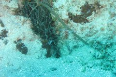 IMG_0045-.Medium