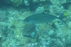 IMG_0055-.Medium
