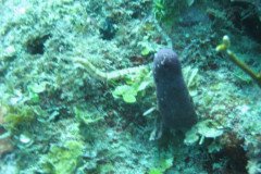 IMG_0063-.Medium