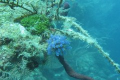 IMG_0065-.Medium