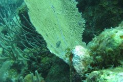IMG_0067-.Medium