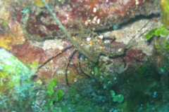 IMG_0068-.Medium