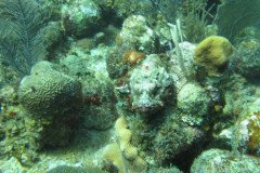 IMG_0070-.Medium