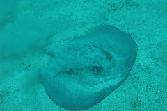 IMG_0073-.Medium