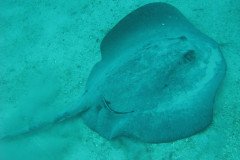 IMG_0074-.Medium