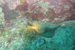 IMG_0078-.Medium