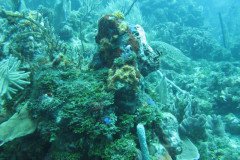 IMG_0080-.Medium