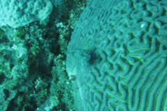 IMG_0081-.Medium