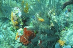 IMG_0082-.Medium