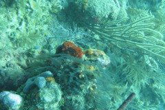 IMG_0083-.Medium