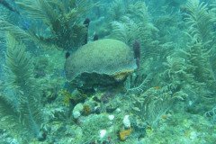 IMG_0084-.Medium
