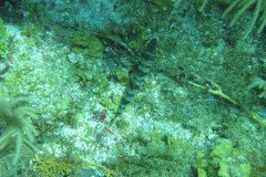 IMG_0085-.Medium