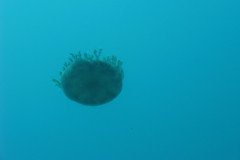 IMG_0088-.Medium