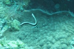 IMG_0089-.Medium