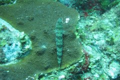 IMG_0090-.Medium