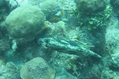 IMG_0092-.Medium