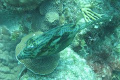 IMG_0093-.Medium