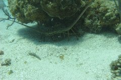 IMG_0094-.Medium