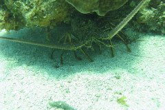 IMG_0095-.Medium