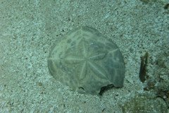 IMG_0096-.Medium