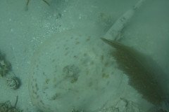 IMG_0098-.Medium