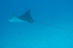 IMG_0099-.Medium