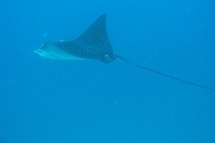 IMG_0100-.Medium