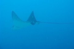 IMG_0101-.Medium