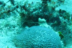 IMG_0103-.Medium
