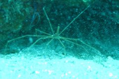 IMG_0105-.Medium