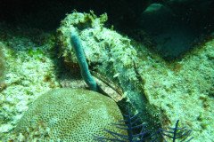 IMG_0109-.Medium