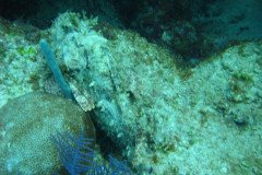 IMG_0110-.Medium