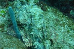 IMG_0111-.Medium