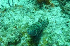 IMG_0112-.Medium