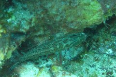 IMG_0113-.Medium