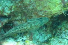 IMG_0114-.Medium