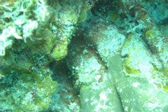 IMG_0115-.Medium