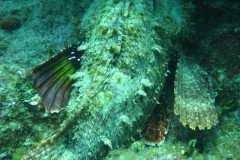 IMG_0116-.Medium