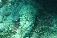 IMG_0117-.Medium