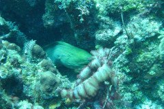 IMG_0118-.Medium